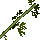 Shaded Anise