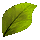 Fellowship Lumber Bundle: Yellow Elm