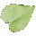 Angelica