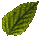 Fellowship Lumber Bundle: Light Green Alder