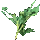 Hypericum
