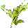 Goldenseal