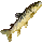 Gunthak Mackerel