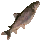 Koada Cichlid